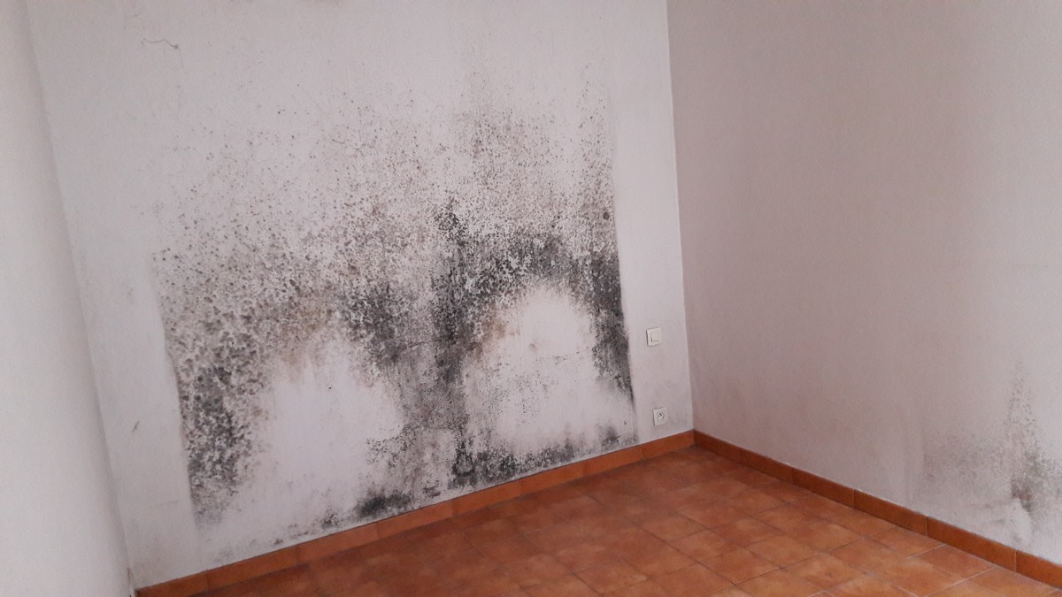 Moisissures - Expertise humidité à Agen